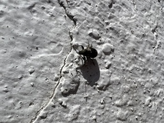 Naupactus peregrinus