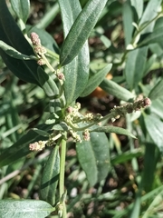 Atriplex oblongifolia