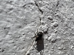 Naupactus peregrinus