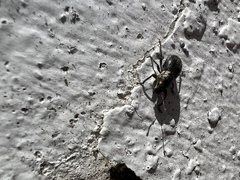 Naupactus peregrinus