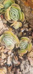 Crassula tomentosa