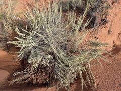 Artemisia bigelovii