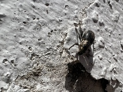 Naupactus peregrinus