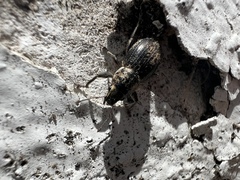 Naupactus peregrinus