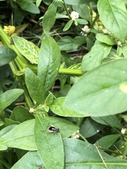 Trigonidium cicindeloides