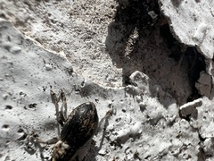 Naupactus peregrinus