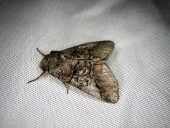 Protomiselia bilinea