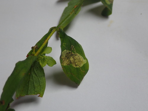Fomoria septembrella