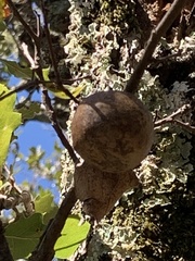 Andricus quercuscalifornicus