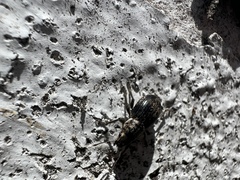 Naupactus peregrinus