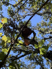 Andricus quercuscalifornicus