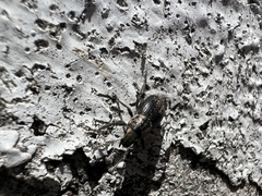 Naupactus peregrinus