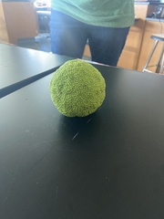 Maclura