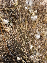 Kleinia longiflora