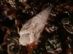 Metcalfa pruinosa