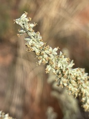 Artemisia bigelovii