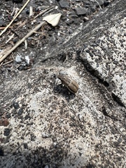 Naupactus peregrinus