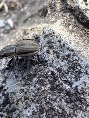 Naupactus peregrinus