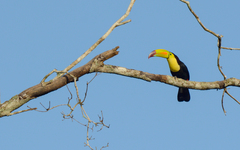 Ramphastos sulfuratus