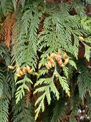 Thuja