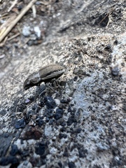 Naupactus peregrinus