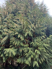 Thuja