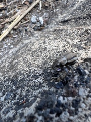Naupactus peregrinus