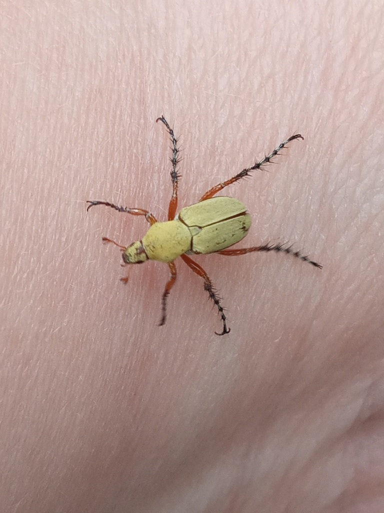 Macrodactylus pallens