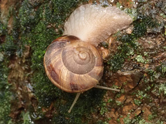 Helix lucorum