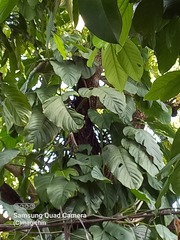 Monstera adansonii adansonii