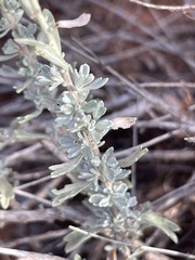 Artemisia bigelovii