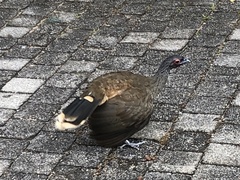 Ortalis poliocephala