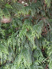 Thuja