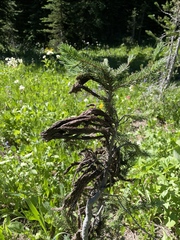 Herpotrichia juniperi