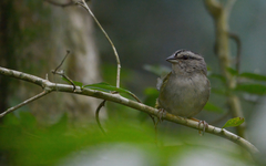 Arremonops chloronotus