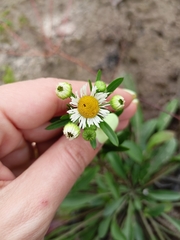 Erigeron annuus