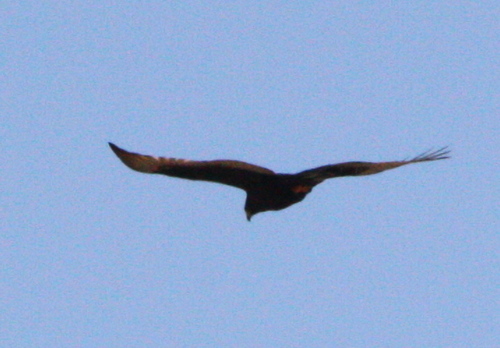 Buteo albonotatus