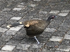 Ortalis poliocephala