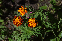 Tagetes