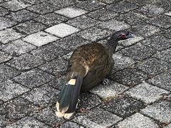 Ortalis poliocephala