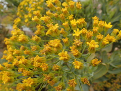Othonna parviflora