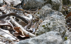 Mastigodryas melanolomus