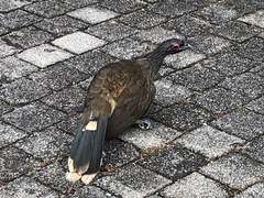 Ortalis poliocephala