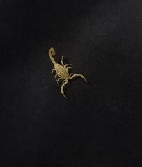 Centruroides limpidus