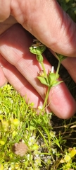 Sebaea minutiflora