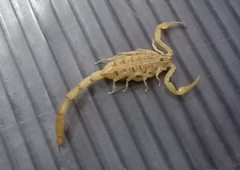 Centruroides limpidus