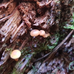 Galerina triscopa