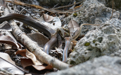 Mastigodryas melanolomus