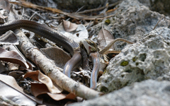 Mastigodryas melanolomus