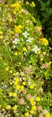 Sebaea minutiflora